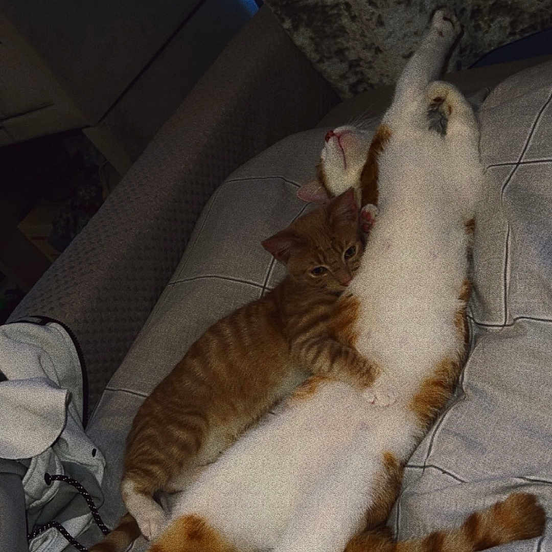 Smudge And Ginger