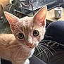 Smudge And Ginger is registered to the contest to win money with this photo: abyssinian, angora, animal, cat, indoors, kitten, manx, pet, plant, pottedplant, siamese