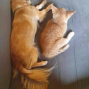 Smudge And Ginger joined the competition — help win amazing prizes! animal, architecture, building, canine, cat, chair, couch, cushion, dog, furniture, goldenretriever, homedecor, indoors, interiordesign, kitten, livingroom, person, pet, room, sleeping