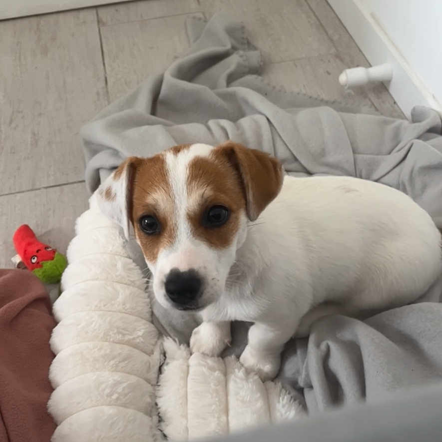 Fezco participe au concours pour gagner de l'argent avec cette photo : dog, puppy, jack_russell, pet, animal, white_fur, brown_patches, floppy_ears, black_nose, portrait, sitting, cushion, blanket, laundry, toy, indoor, home, floor, door, cute