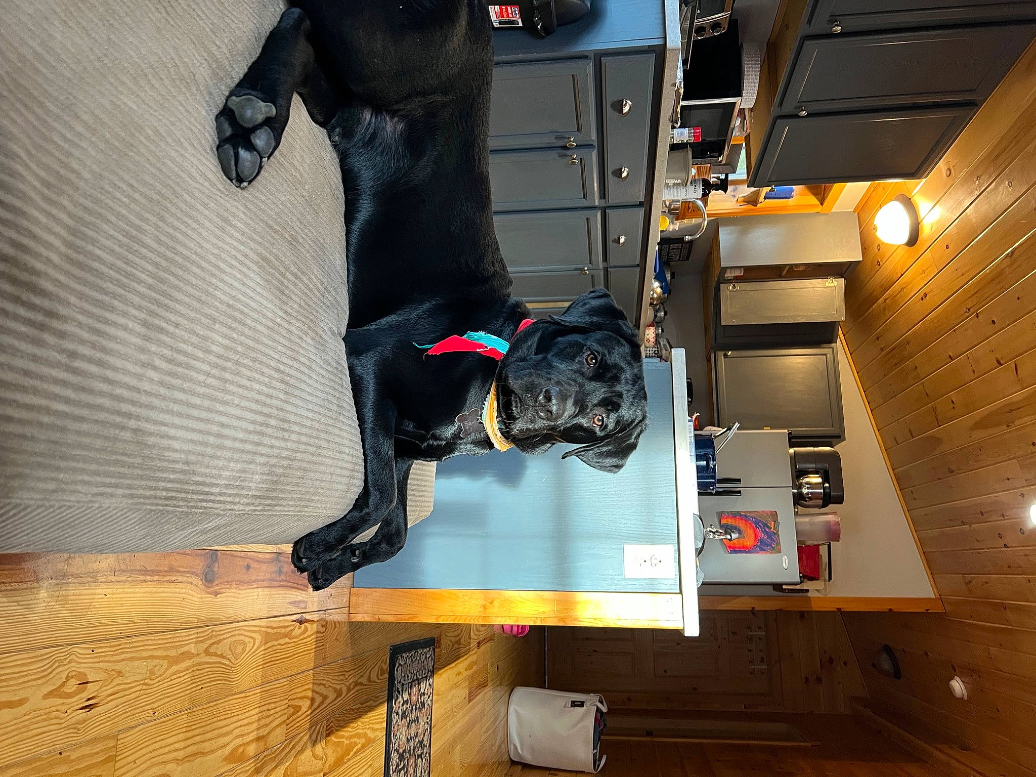 Groot joined the competition — help win amazing prizes! canidae, carnivore, dog, dog_breed, flooring, fur, guard_dog, hardwood, machine, room, tail, wood