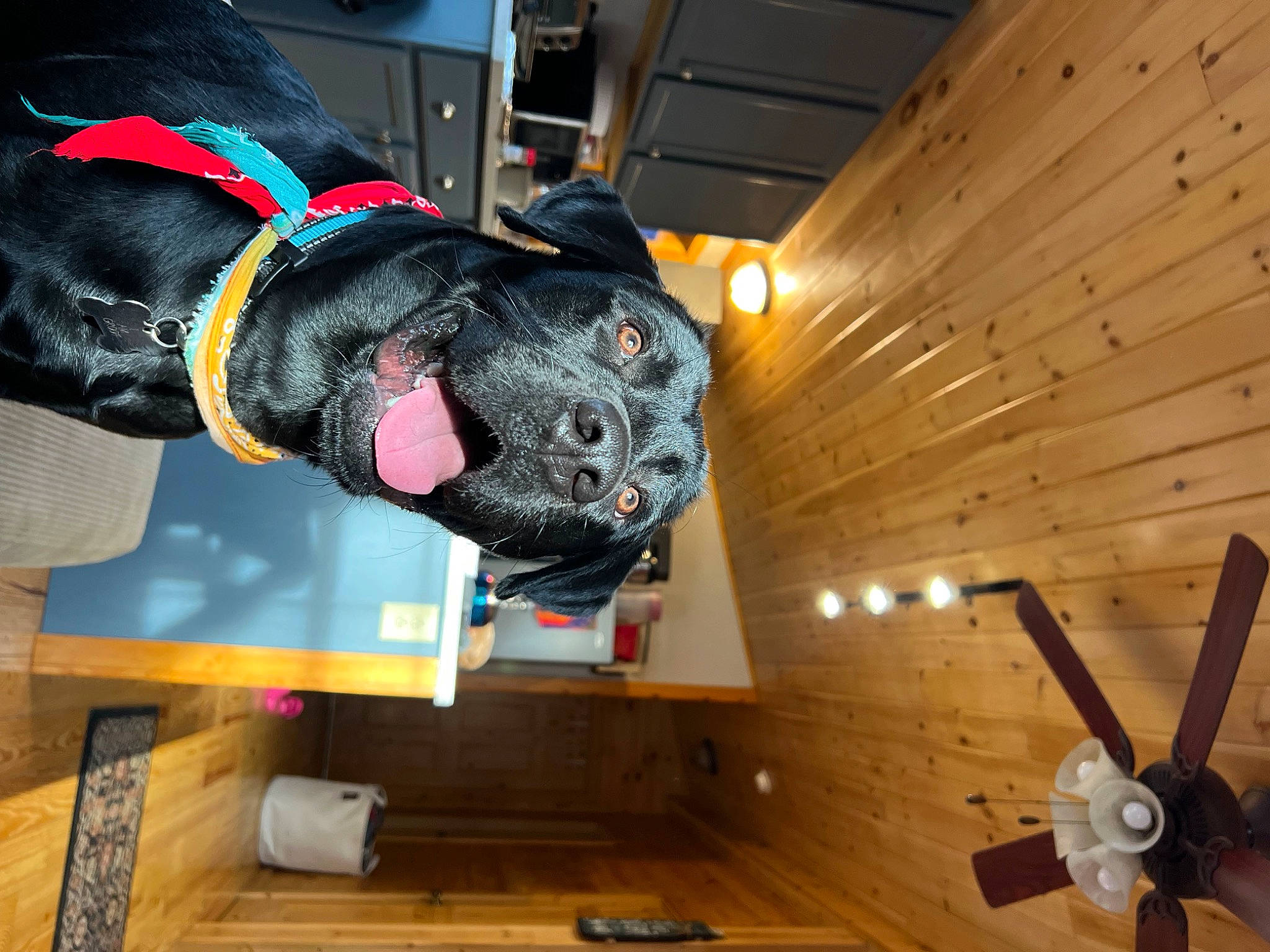 Groot is registered to the contest to win money with this photo: auto_part, beam, carnivore, ceiling, dog, dog_breed, flooring, fur, guard_dog, hardwood, machine, mechanical_fan, metal, personal_protective_equipment, propeller, snout, sporting_group, wood, wood_stain, working_animal