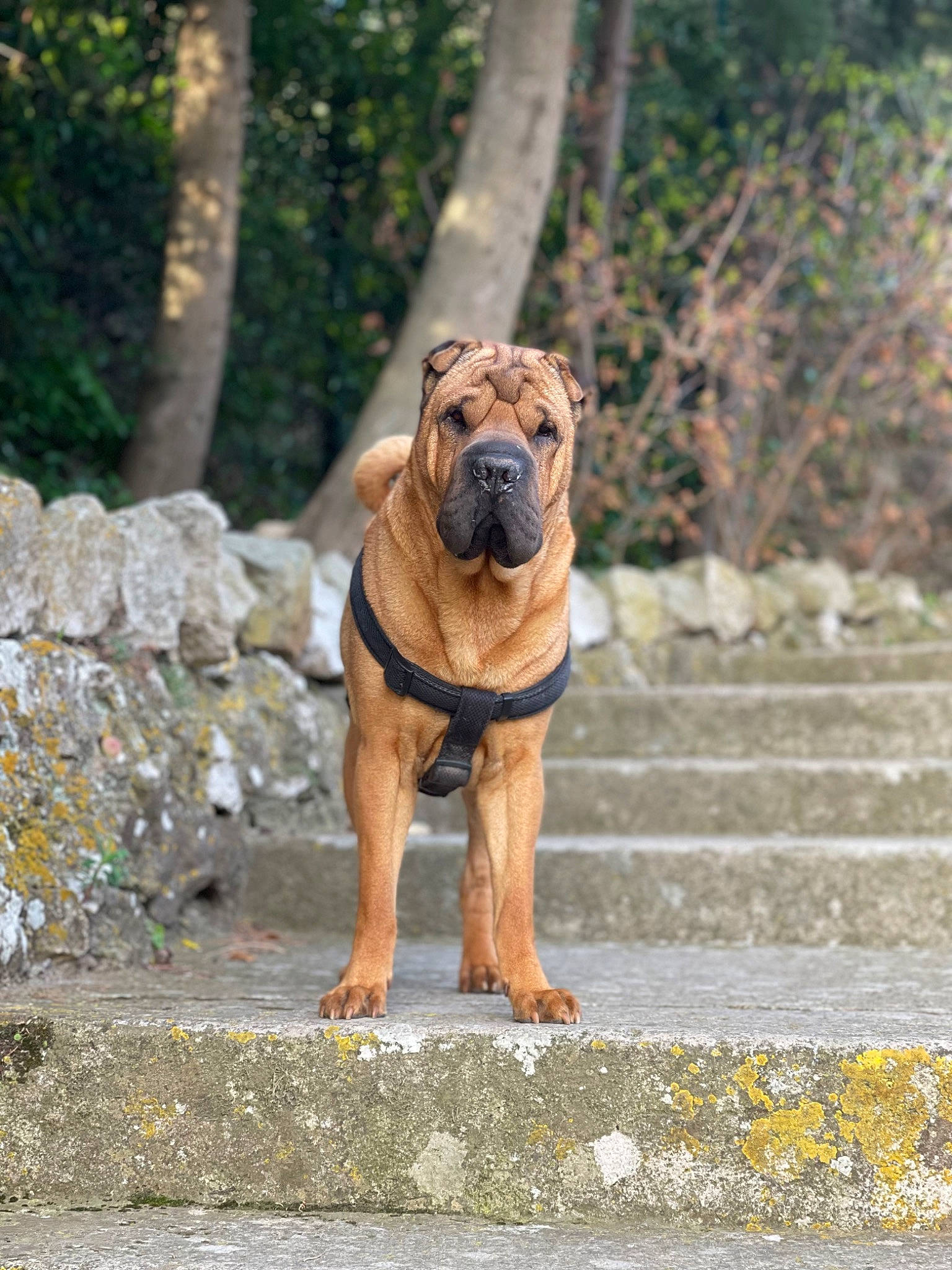 Haron participe au concours pour gagner de l'argent avec cette photo : asphalt, bulldog, carnivore, collar, companion_dog, dog, dog_breed, dog_collar, fawn, grass, molosser, plant, road_surface, snout, sporting_group, terrestrial_animal, tree, wood, working_animal, wrinkle