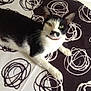 Praline a rejoint le concours — aidez-le/la à gagner de superbes lots ! cat, black_and_white, pet, feline, lying_down, bedspread, pattern, indoor, whiskers, ears, eyes, fur, relaxed, resting, animal, domestic, cute, collar, face, paw