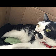 Praline a rejoint le concours — aidez-le/la à gagner de superbes lots ! cat, black_and_white, feline, pet, collar, cardboard_box, indoor, relaxed, whiskers, fur, lying_down, close_up, yellow_eyes, domestic_animal, resting, animal_portrait, cute, companion, soft_light, home