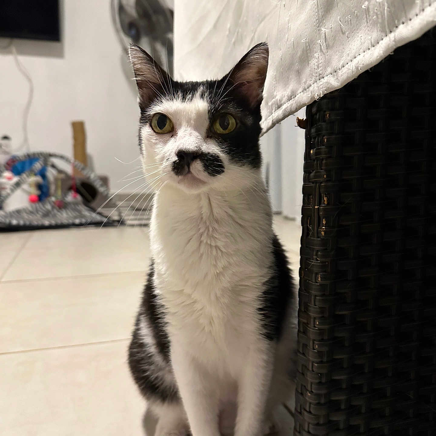 Praline participe au concours pour gagner de l'argent avec cette photo : animal, black_and_white, blurred_background, cat, cloth, curious, domestic, ears, eyes, fan, feline, floor, indoor, mustache_markings, pet, sitting, tile_floor, toys, whiskers, wicker_furniture