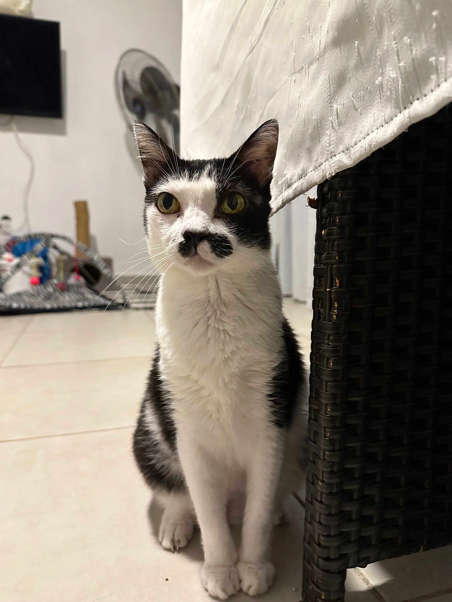 Praline participe au concours pour gagner de l'argent avec cette photo : cat, black_and_white, sitting, indoor, floor, wicker_furniture, cloth, mustache_markings, curious, pet, animal, blurred_background, fan, toys, tile_floor, domestic, whiskers, ears, eyes, feline