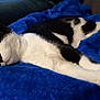 animal, black_and_white, blanket, blue, cat, cozy, cute, domestic_animal, feline, fur, indoor, nap, paw, pet, relaxed, resting, sleeping, soft, stretched_out, whiskers