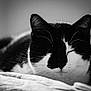 Atreyu a rejoint le concours — aidez-le/la à gagner de superbes lots ! animal, black_and_white, blanket, calm, cat, close_up, cozy, cute, domestic_cat, feline, fur, indoor, peaceful, pet, portrait, relaxation, resting, sleeping, soft_light, whiskers