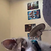 Milo is registered to the contest to win money with this photo: kitten, cat, blue_collar, bell, indoor, fan, posters, wall, ceiling, light, curious, pet, feline, young_cat, domestic_animal, close_up, soft_fur, whiskers, ears, home