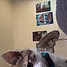 kitten, cat, blue_collar, bell, indoor, fan, posters, wall, ceiling, light, curious, pet, feline, young_cat, domestic_animal, close_up, soft_fur, whiskers, ears, home