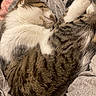 Milo joined the competition — help win amazing prizes! cat, tabby, sleeping, curled_up, fur, pet, animal, cozy, blanket, striped, whiskers, paw, relaxed, indoor, cute, soft, nap, mammal, domestic, feline