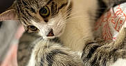 Milo is registered to the contest to win money with this photo: cat, tabby, close_up, pet, animal, fur, green_eyes, whiskers, relaxed, indoor, blanket, pattern, cozy, cute, mammal, domestic, laying, portrait, soft_focus, curious