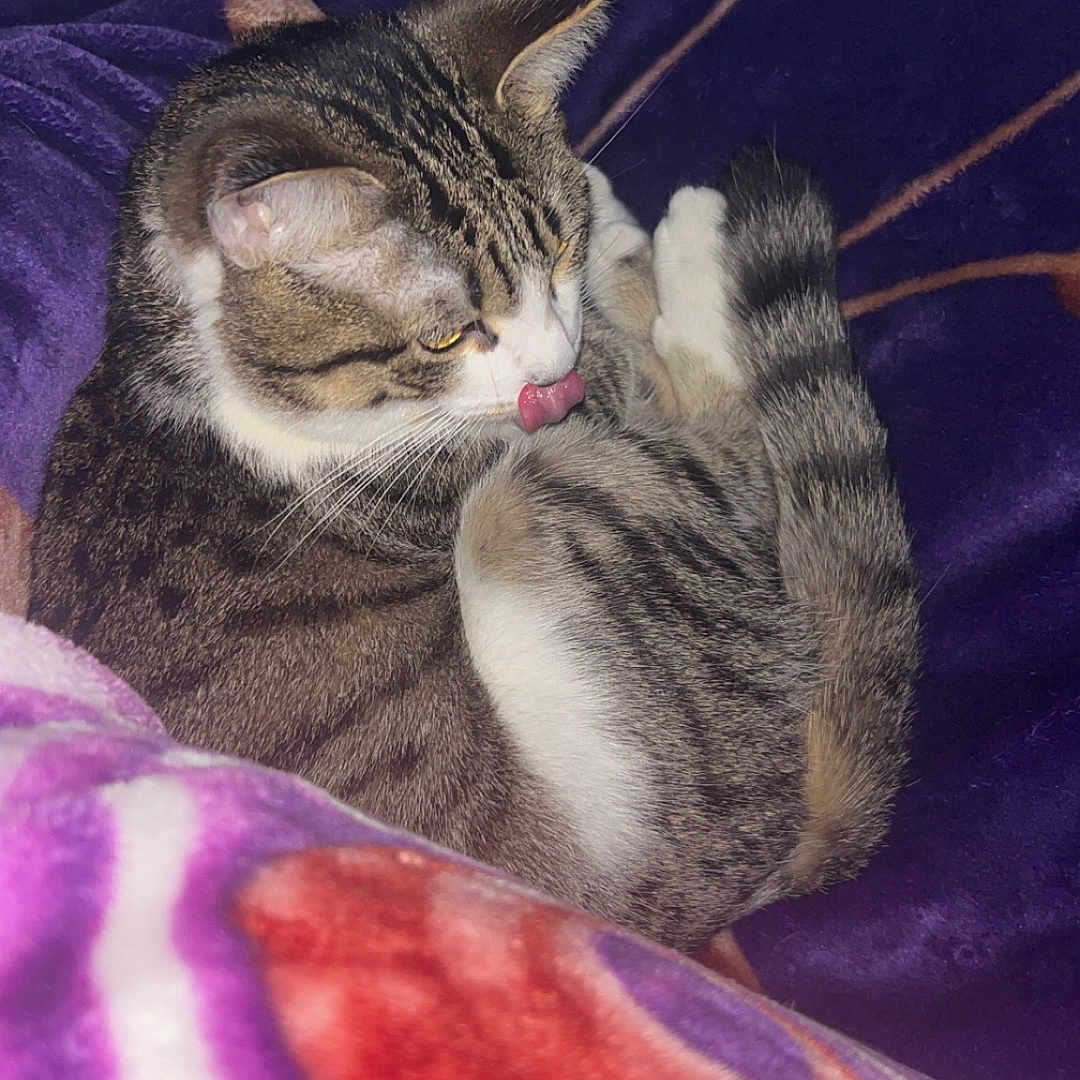 Milo