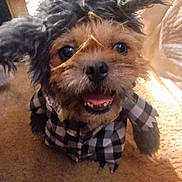 Whiskey joined the competition — help win amazing prizes! animal, canine, carpet, checkered_shirt, closeup, costume, cute, dog, domestic_animal, ears, fur, happy, hat, indoor, mouth_open, pet, portrait, small_dog, smiling, tongue_out