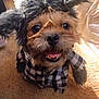 animal, canine, carpet, checkered_shirt, closeup, costume, cute, dog, domestic_animal, ears, fur, happy, hat, indoor, mouth_open, pet, portrait, small_dog, smiling, tongue_out