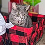 cat, gray_cat, basket, red_checkered, indoor, carpet, gift_bag, wrapping_paper, pet, feline, animal, cozy, holiday, decor, furniture, domestic, cute, sitting, collar, whiskers
