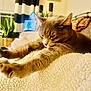 cat, stretching, fluffy_blanket, indoor, cozy, home, curtains, plant, photoframe, furniture, relaxation, pet, feline, soft_light, warm_colors, closeup, whiskers, paws, resting, domestic
