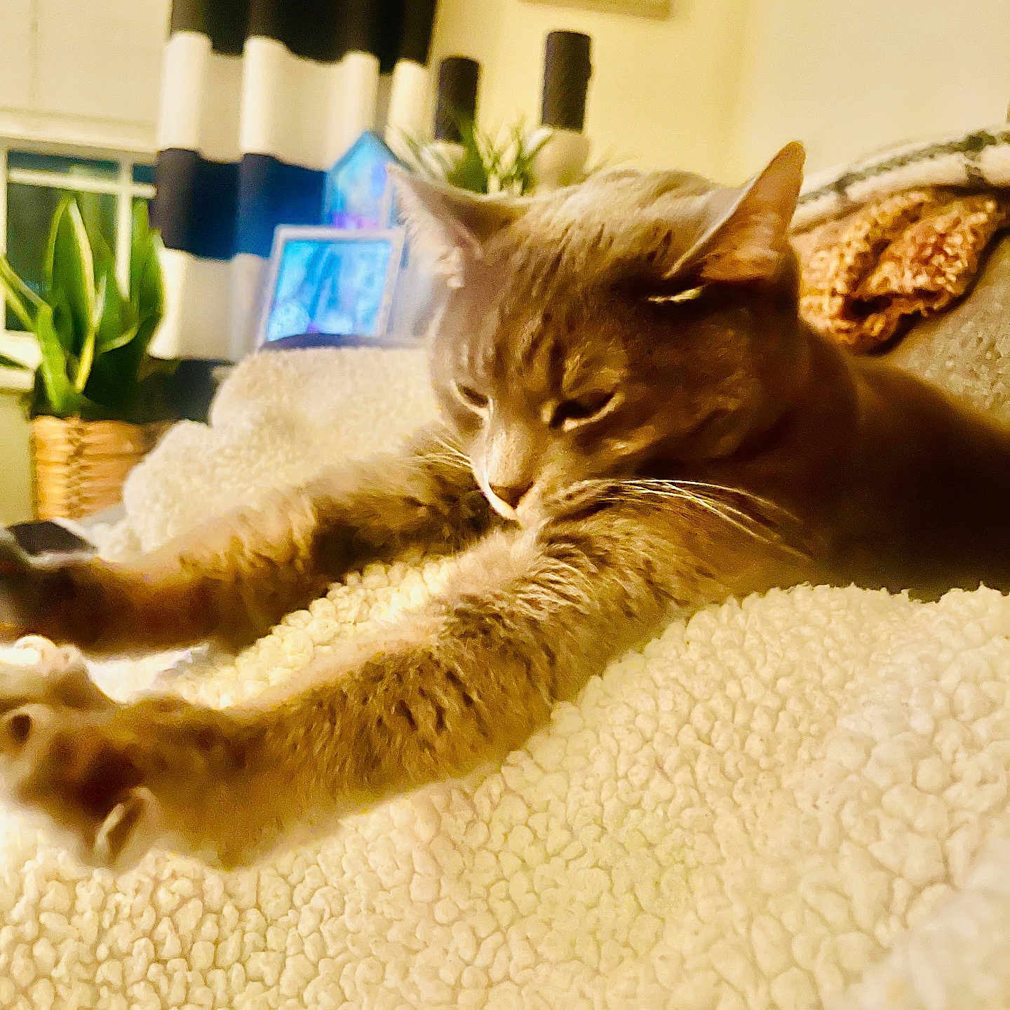 Willow joined the competition — help win amazing prizes! cat, closeup, cozy, curtains, domestic, feline, fluffy_blanket, furniture, home, indoor, paws, pet, photoframe, plant, relaxation, resting, soft_light, stretching, warm_colors, whiskers