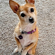 Buddy is registered to the contest to win money with this photo: dog, small_dog, chihuahua, tan_fur, white_fur, large_ears, upright_ears, head_tilt, sitting, portrait, pet, collar, heart_tag, carpet, indoor, cute, adorable, looking_at_camera, animal, companion