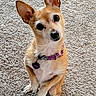 adorable, animal, carpet, chihuahua, collar, companion, cute, dog, head_tilt, heart_tag, indoor, large_ears, looking_at_camera, pet, portrait, sitting, small_dog, tan_fur, upright_ears, white_fur