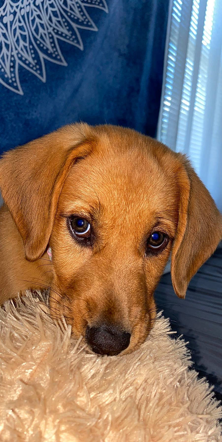 Nellie joined the competition — help win amazing prizes! canidae, carnivore, companion_dog, dog, dog_breed, ear, eye, fawn, fur, hound, hunting_dog, liver, pet_supply, puppy, scent_hound, snout, sporting_group, terrestrial_animal, whiskers, working_animal