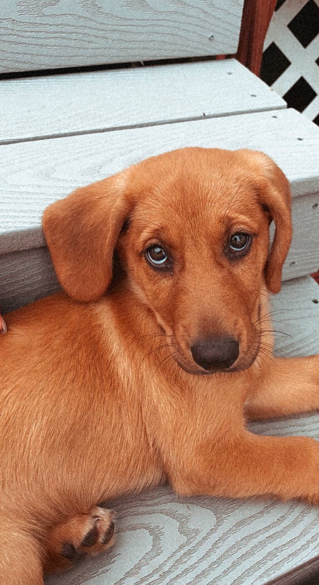 Nellie is registered to the contest to win money with this photo: canidae, carnivore, companion_dog, dog, dog_breed, dog_supply, ear, fawn, fur, hardwood, hound, liver, paw, plant, sporting_group, terrestrial_animal, vertebrate, whiskers, wood, working_animal