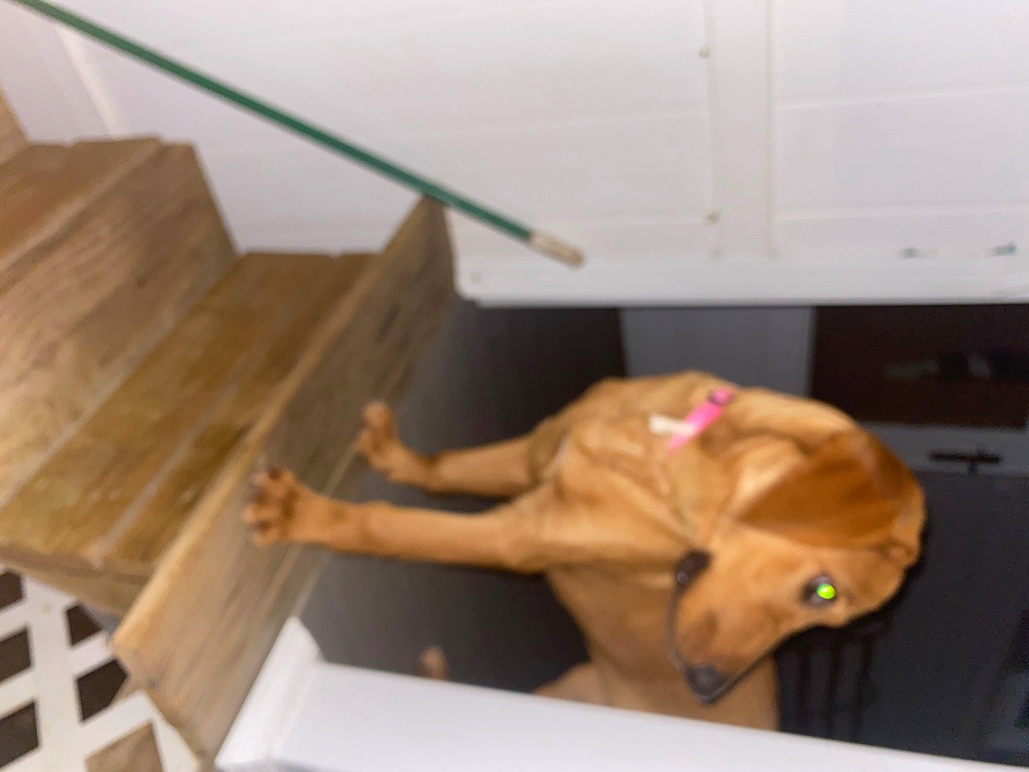 Nellie is registered to the contest to win money with this photo: art, barechested, fawn, flooring, hardwood, house, human_leg, paper, paper_product, plywood, room, stairs, table, thigh, toy, varnish, visual_arts, wing, wood, wood_stain