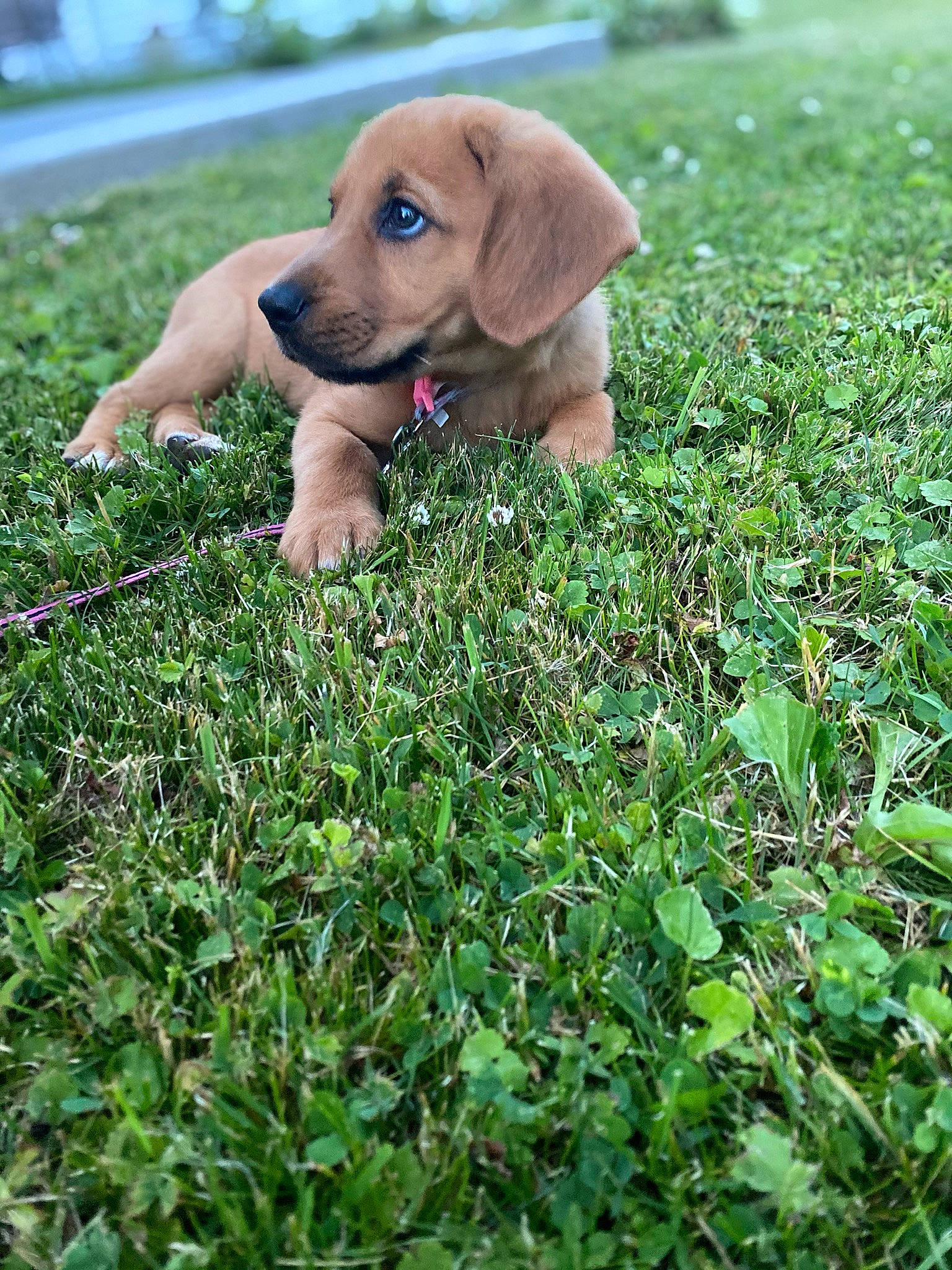 Nellie is registered to the contest to win money with this photo: carnivore, companion_dog, dog, dog_breed, fawn, grass, grass_family, grassland, green, groundcover, gun_dog, liver, pasture, people_in_nature, plant, prairie, sporting_group, tail, terrestrial_animal, working_animal
