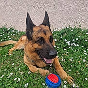 Orus a rejoint le concours — aidez-le/la à gagner de superbes lots ! dog, german_shepherd, grass, flowers, toy, ball, outdoor, pet, animal, canine, laying_down, playful, happy, nature, greenery, summer, relaxed, fur, ears, tongue