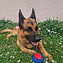 dog, german_shepherd, grass, flowers, toy, ball, outdoor, pet, animal, canine, laying_down, playful, happy, nature, greenery, summer, relaxed, fur, ears, tongue