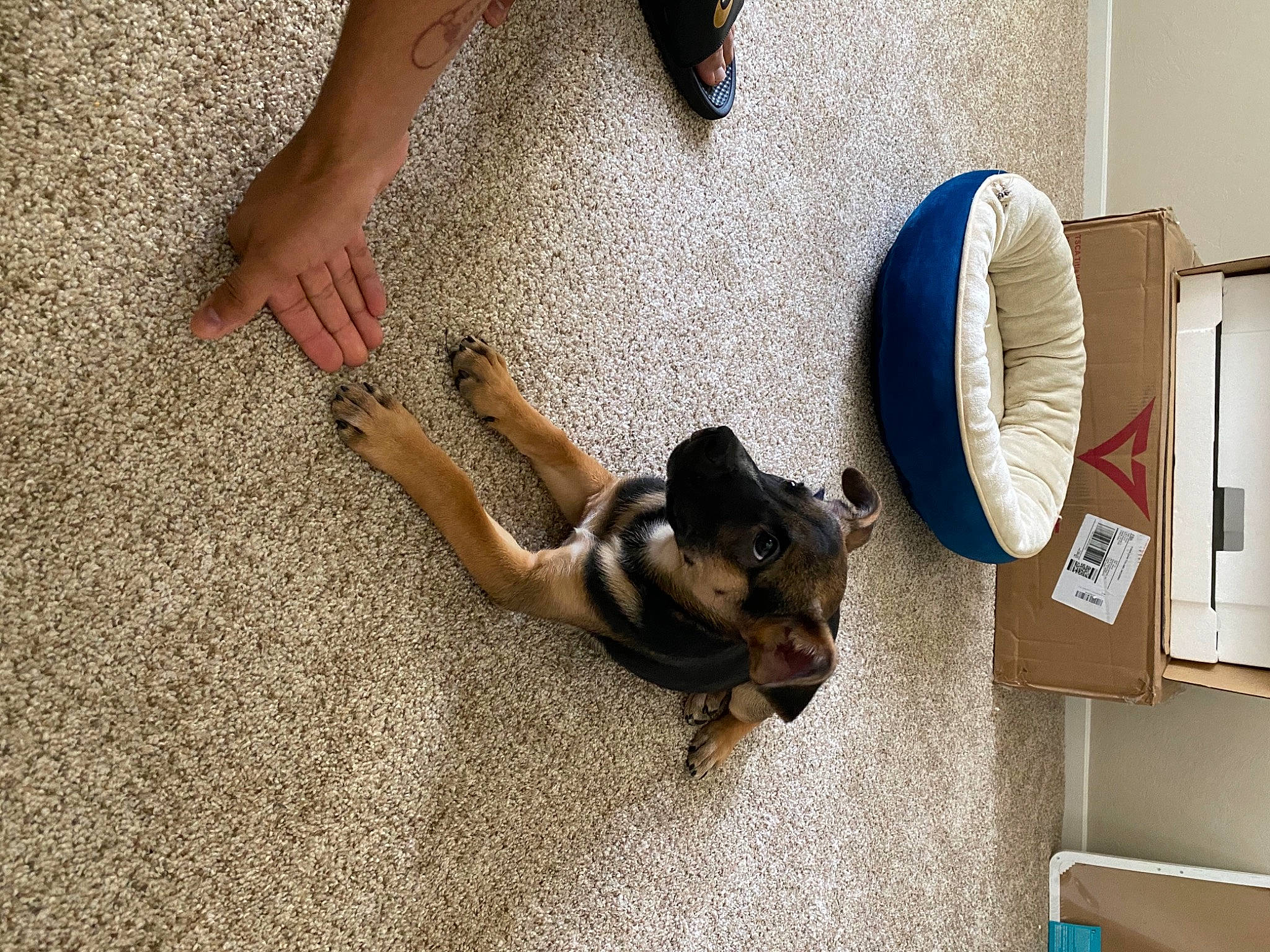 Zeus is registered to the contest to win money with this photo: canidae, carnivore, companion_dog, dog, dog_breed, fawn, floor, flooring, leg, miniature_pinscher, paw, puppy, sporting_group, tail, toy_dog