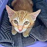 kitten, cat, orange_tabby, pet_carrier, towel, cozy, looking_up, indoor, animal, fur, whiskers, ears, cute, small, young, domestic_cat, resting, box, purple, soft