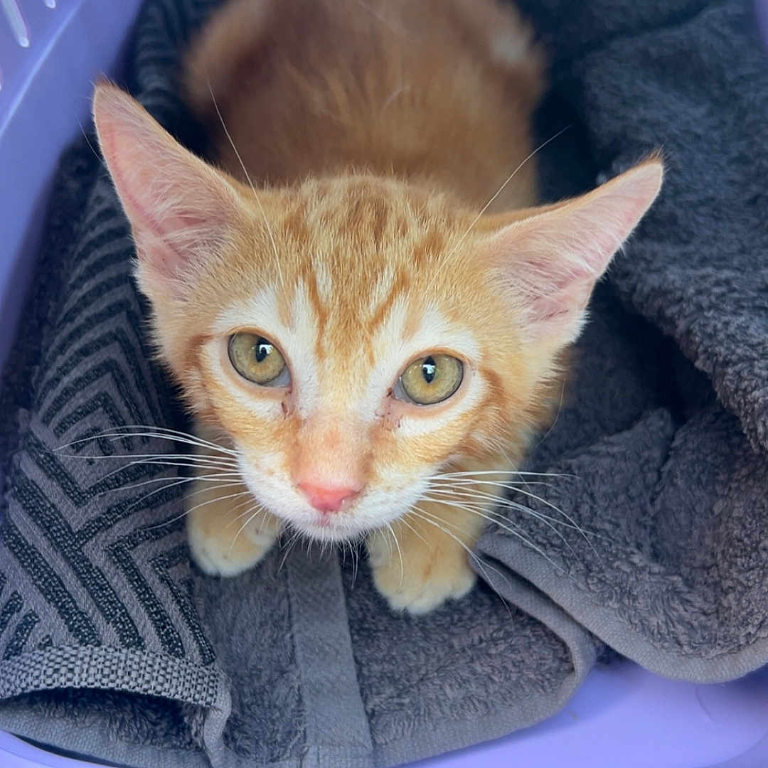 Boss a rejoint le concours — aidez-le/la à gagner de superbes lots ! kitten, cat, orange_tabby, pet_carrier, towel, cozy, looking_up, indoor, animal, fur, whiskers, ears, cute, small, young, domestic_cat, resting, box, purple, soft