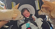 Emery is registered to the contest to win money with this photo: animal, baby, bedroom, black, blanket, canine, car_seat, child, curious, cute, dogs, family, indoor, infant, newborn, pets, resting, sleeping, soft, white