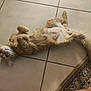 cat, orange_tabby, lying_down, floor, tile_floor, relaxed, fluffy, tail, curled_paws, indoor, pet, animal, feline, looking_up, whiskers, ears, fur, home, carpet_edge, cute