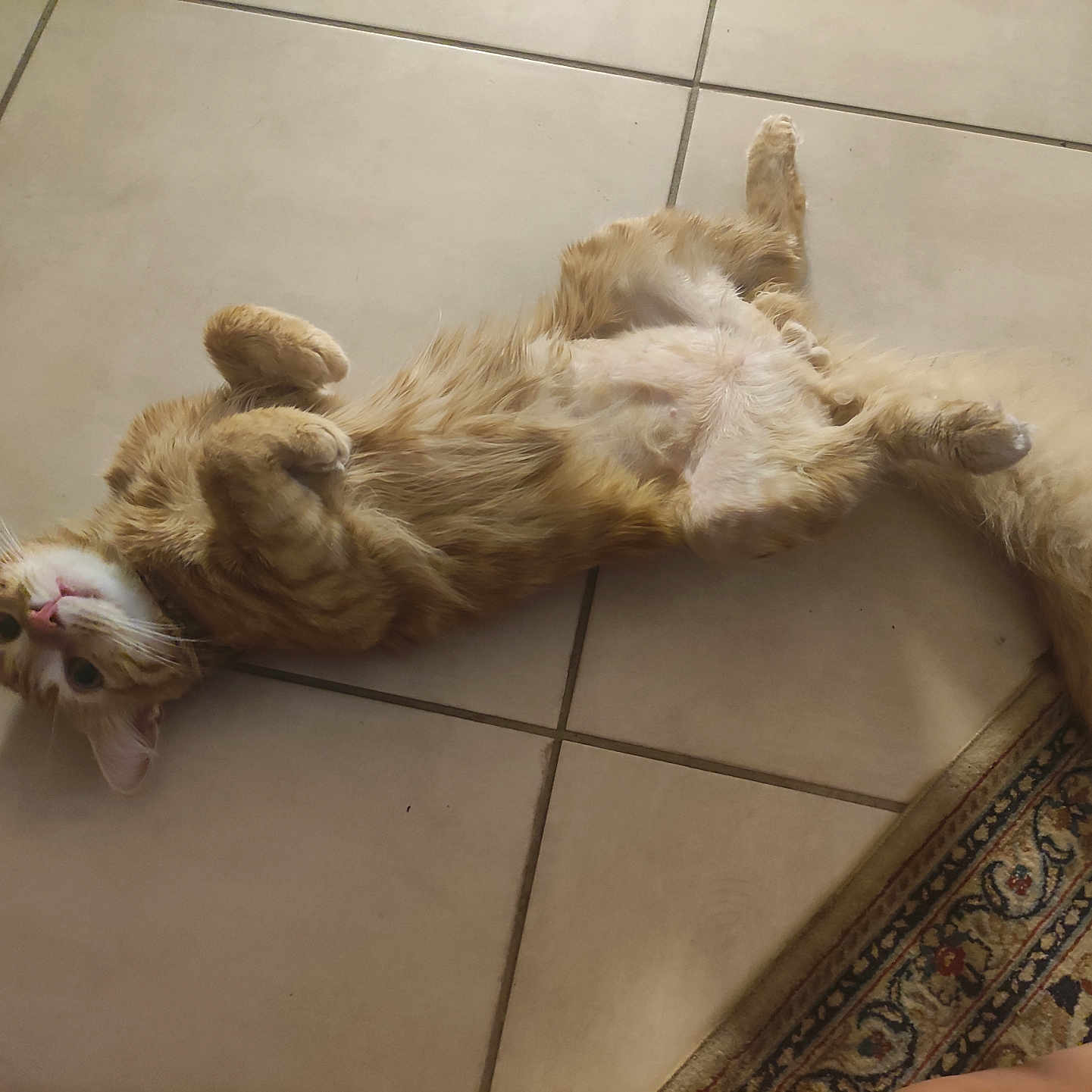 Garfield a rejoint le concours — aidez-le/la à gagner de superbes lots ! animal, carpet_edge, cat, curled_paws, cute, ears, feline, floor, fluffy, fur, home, indoor, looking_up, lying_down, orange_tabby, pet, relaxed, tail, tile_floor, whiskers