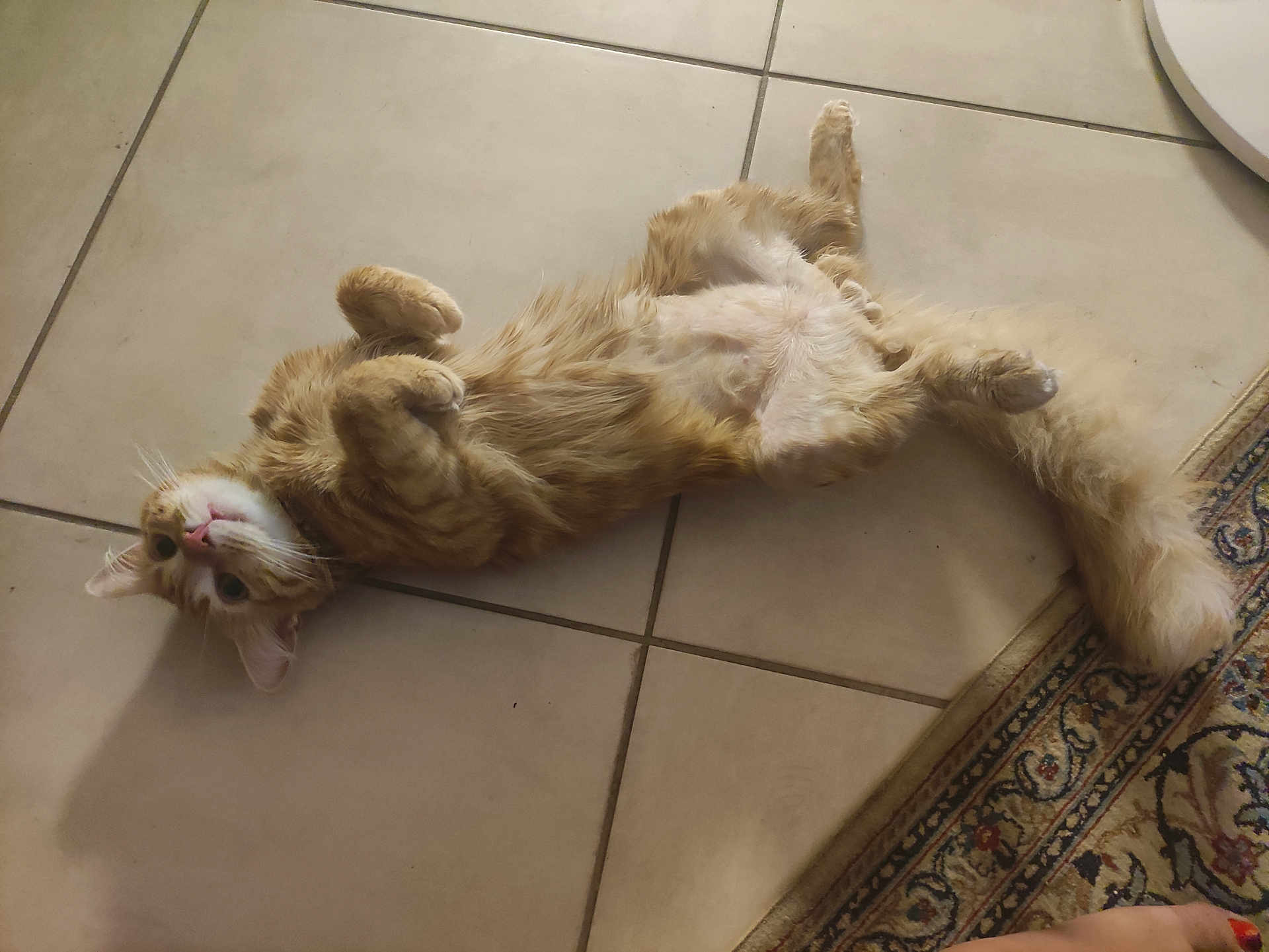 Garfield a rejoint le concours — aidez-le/la à gagner de superbes lots ! cat, orange_tabby, lying_down, floor, tile_floor, relaxed, fluffy, tail, curled_paws, indoor, pet, animal, feline, looking_up, whiskers, ears, fur, home, carpet_edge, cute