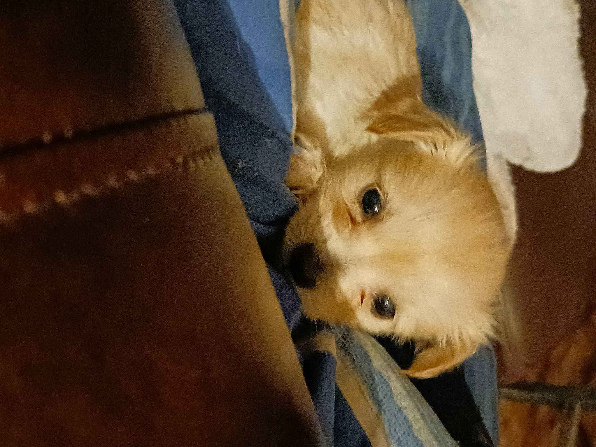 Caspian is registered to the contest to win money with this photo: canidae, carnivore, companion_dog, dog, dog_breed, fawn, fur, non_sporting_group, snout, sporting_group, toy_dog, whiskers, wood, working_animal