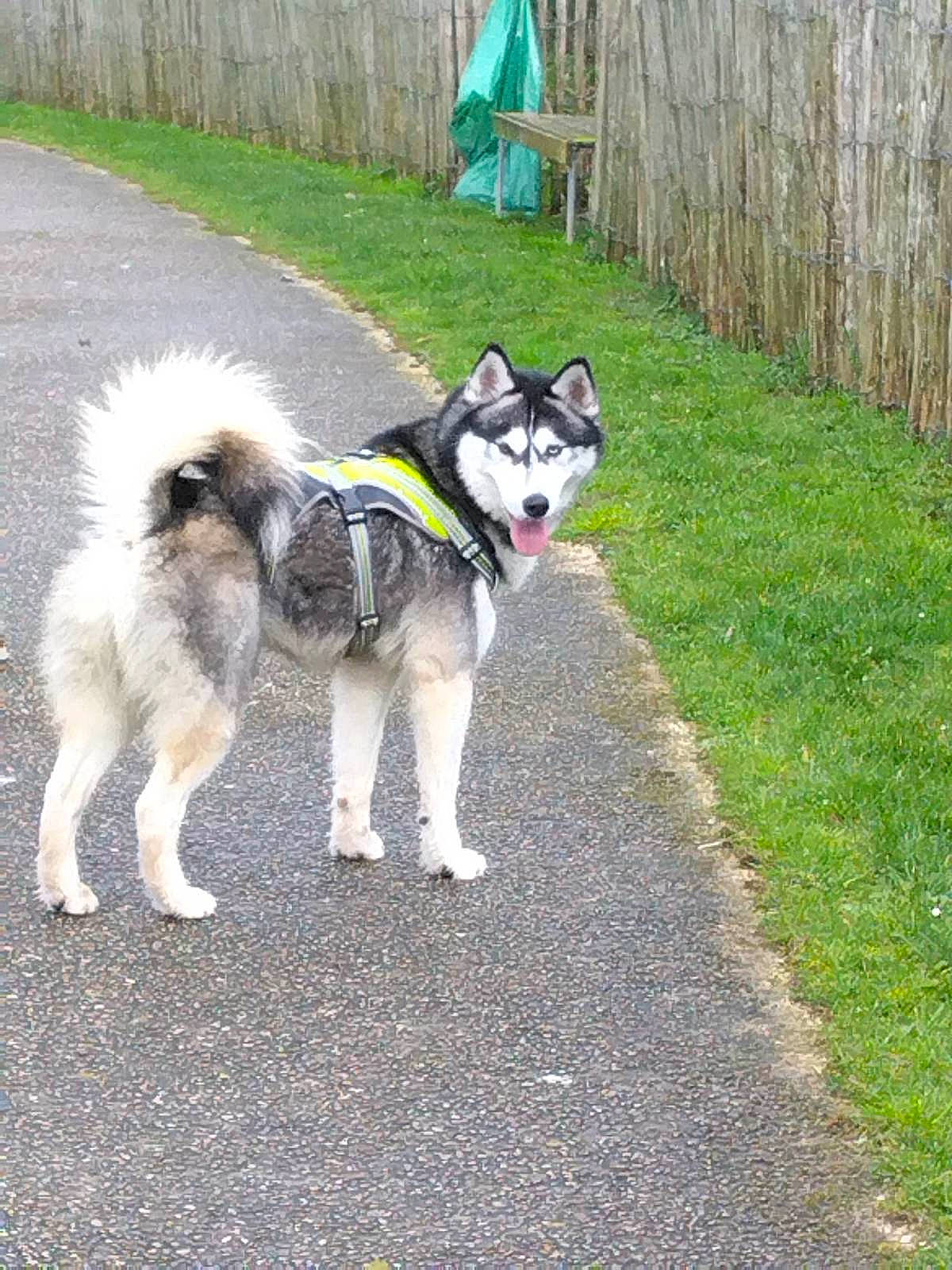Sandro a rejoint le concours — aidez-le/la à gagner de superbes lots ! ancient_dog_breeds, canidae, carnivore, collar, companion_dog, dog, dog_breed, fence, grass, home_fencing, non_sporting_group, pet_supply, siberian_husky, sled_dog, sporting_group, tail, working_animal, working_dog