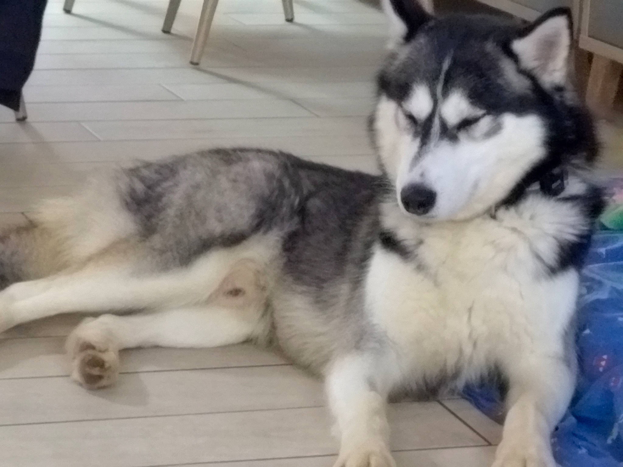 Sandro participe au concours pour gagner de l'argent avec cette photo : ancient_dog_breeds, canidae, canis, carnivore, companion_dog, dog, dog_breed, fur, non_sporting_group, siberian_husky, sled_dog, snout, sporting_group, terrestrial_animal, wolf, working_animal, working_dog