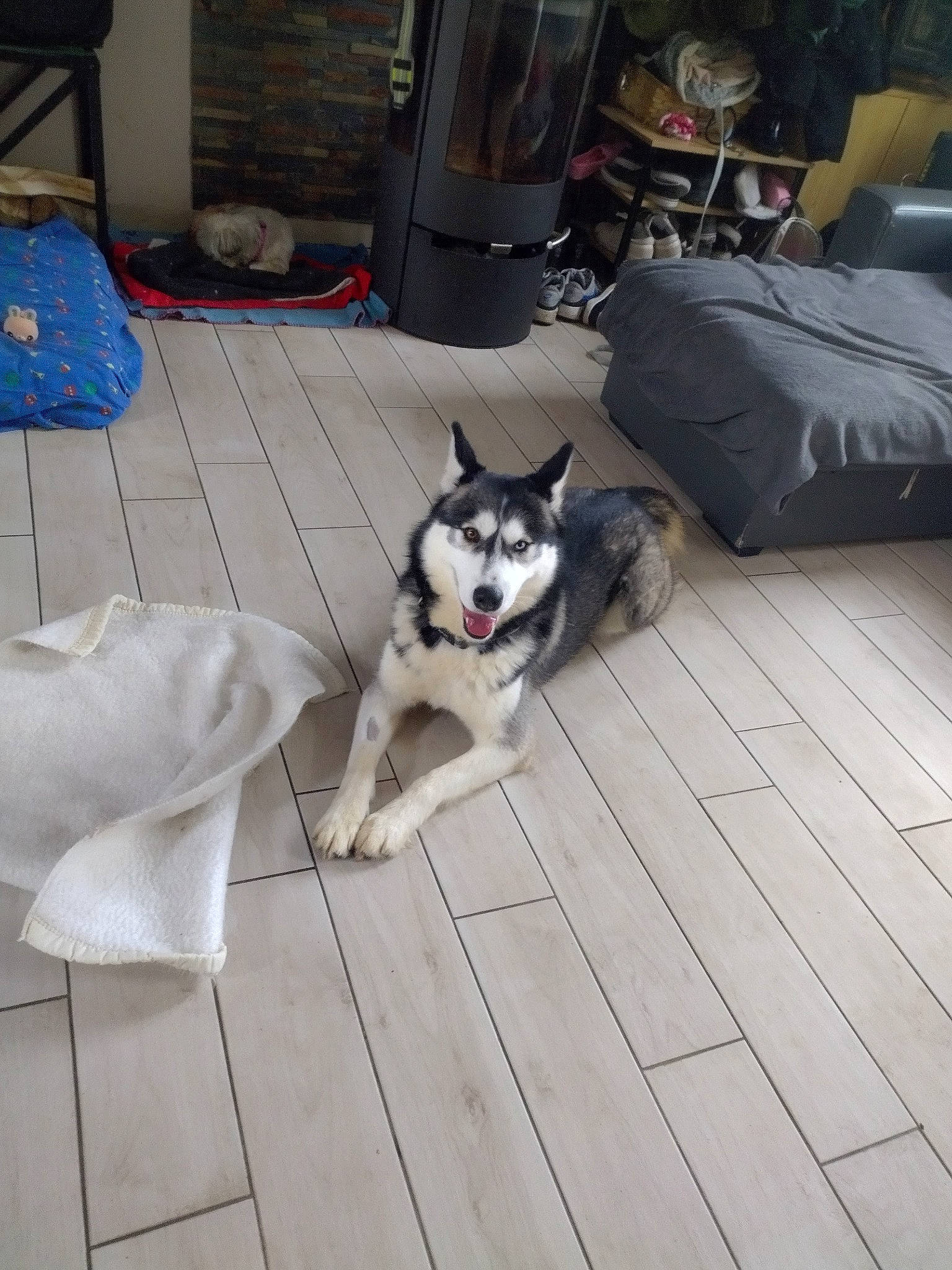 Sandro participe au concours pour gagner de l'argent avec cette photo : canidae, canis, carnivore, companion_dog, dog, dog_breed, dog_supply, floor, flooring, fur, gas, grey, hardwood, non_sporting_group, room, siberian_husky, sled_dog, wood, working_animal, working_dog