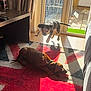Gary joined the competition — help win amazing prizes! puppy, dog, indoor, sunlight, rug, toy, leaping, playing, living_room, window, door, shadow, brown_dog, black_dog, collar, floor, curtain, table, home, pet