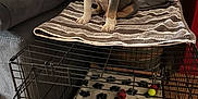 Gary is registered to the contest to win money with this photo: puppy, dog, crate, dog_toys, blanket, paw_print, towel, couch, pillow, wooden_barrel, indoor, flooring, pet, animal, pet_bed, toy, striped, sitting, cute, home