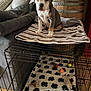 puppy, dog, crate, dog_toys, blanket, paw_print, towel, couch, pillow, wooden_barrel, indoor, flooring, pet, animal, pet_bed, toy, striped, sitting, cute, home