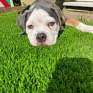 Gary joined the competition — help win amazing prizes! puppy, dog, grass, outdoor, sunlight, close_up, animal, pet, laying_down, greenery, face, fur, cute, adorable, young, nature, relaxed, daylight, background, resting