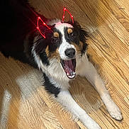 Kingstone is registered to the contest to win money with this photo: dog, canine, pet, animal, lying_down, floor, wooden_floor, red_lights, led_ears, black_and_white, brown_markings, mouth_open, tongue, fur, indoor, playful, cute, domestic, friendly, companion