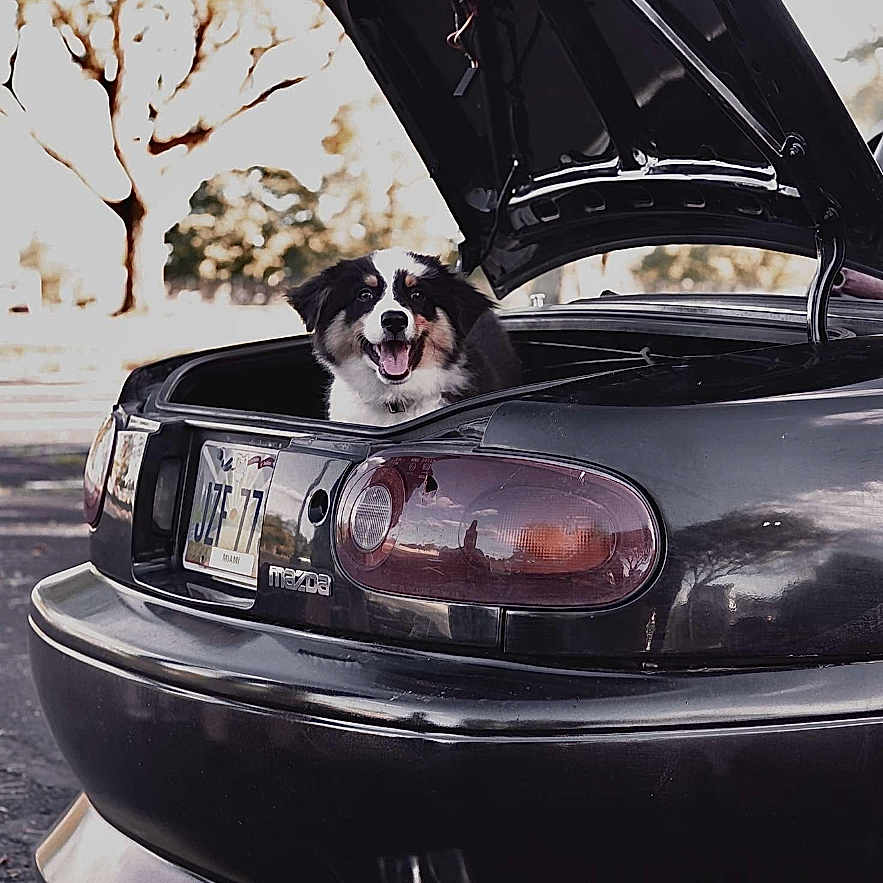 Kingstone joined the competition — help win amazing prizes! animal, asphalt, black_car, car, daylight, dog, happy, license_plate, mazda, nature, open_trunk, outdoor, parked_car, pet, smiling_dog, sunlight, tail_lights, trees, trunk, vehicle