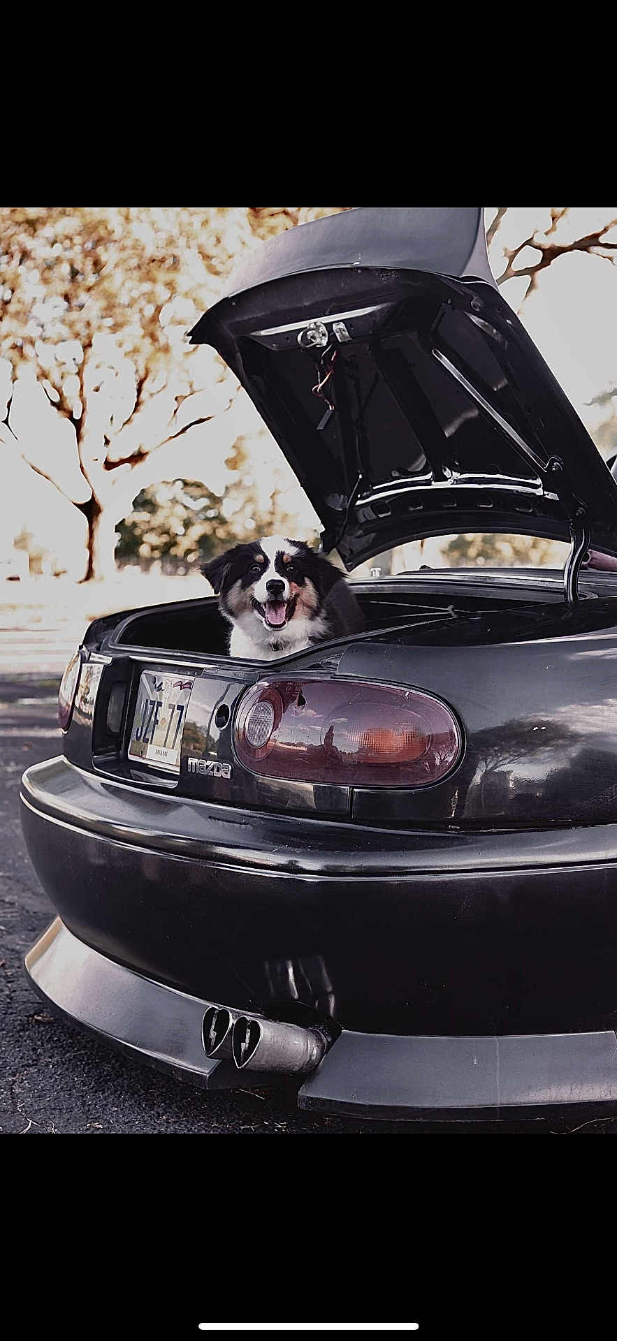 Kingstone joined the competition — help win amazing prizes! dog, car, mazda, trunk, open_trunk, tail_lights, license_plate, outdoor, trees, smiling_dog, pet, vehicle, black_car, daylight, asphalt, happy, animal, parked_car, nature, sunlight