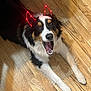 Kingstone joined the competition — help win amazing prizes! dog, animal, pet, canine, lying_down, wooden_floor, red_light, light_up_ears, happy, playful, indoors, fur, black, white, brown, mouth_open, tongue, ears, cute, companion